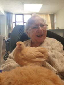 Chickens at The Firs Nursing Home in Taunton