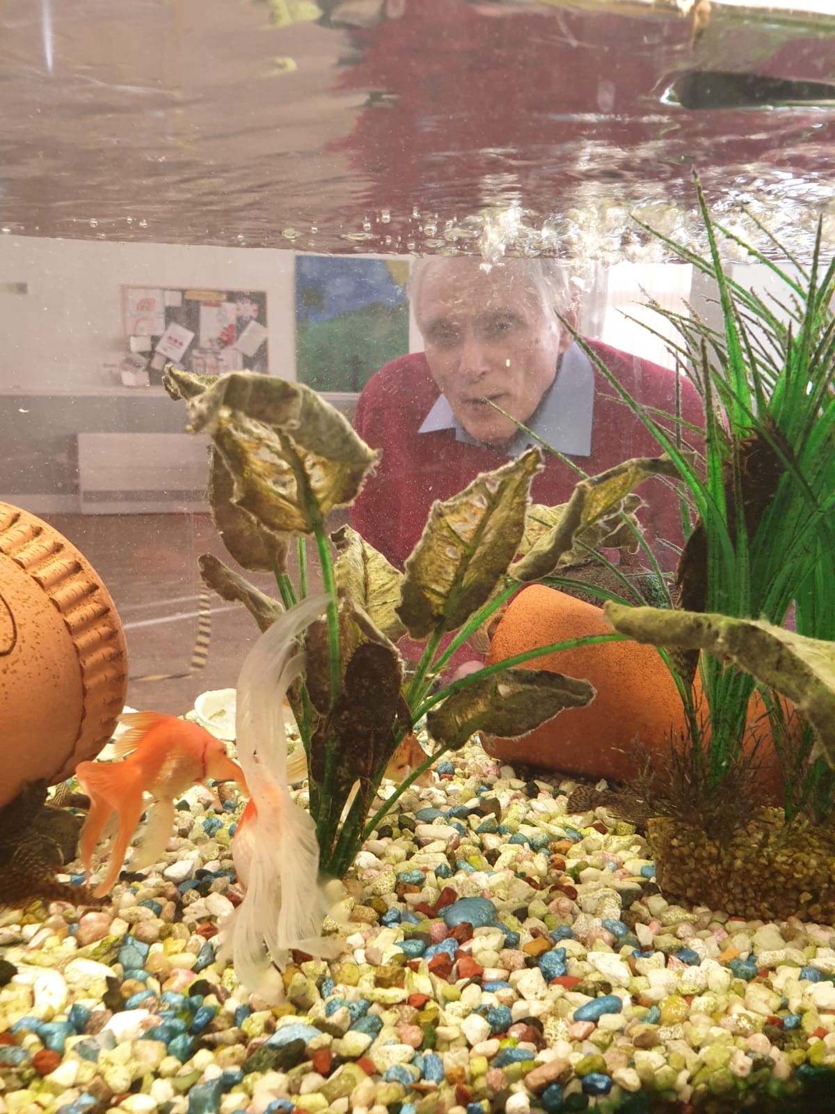 Fish at The Firs Residential Nursing Home in Taunton