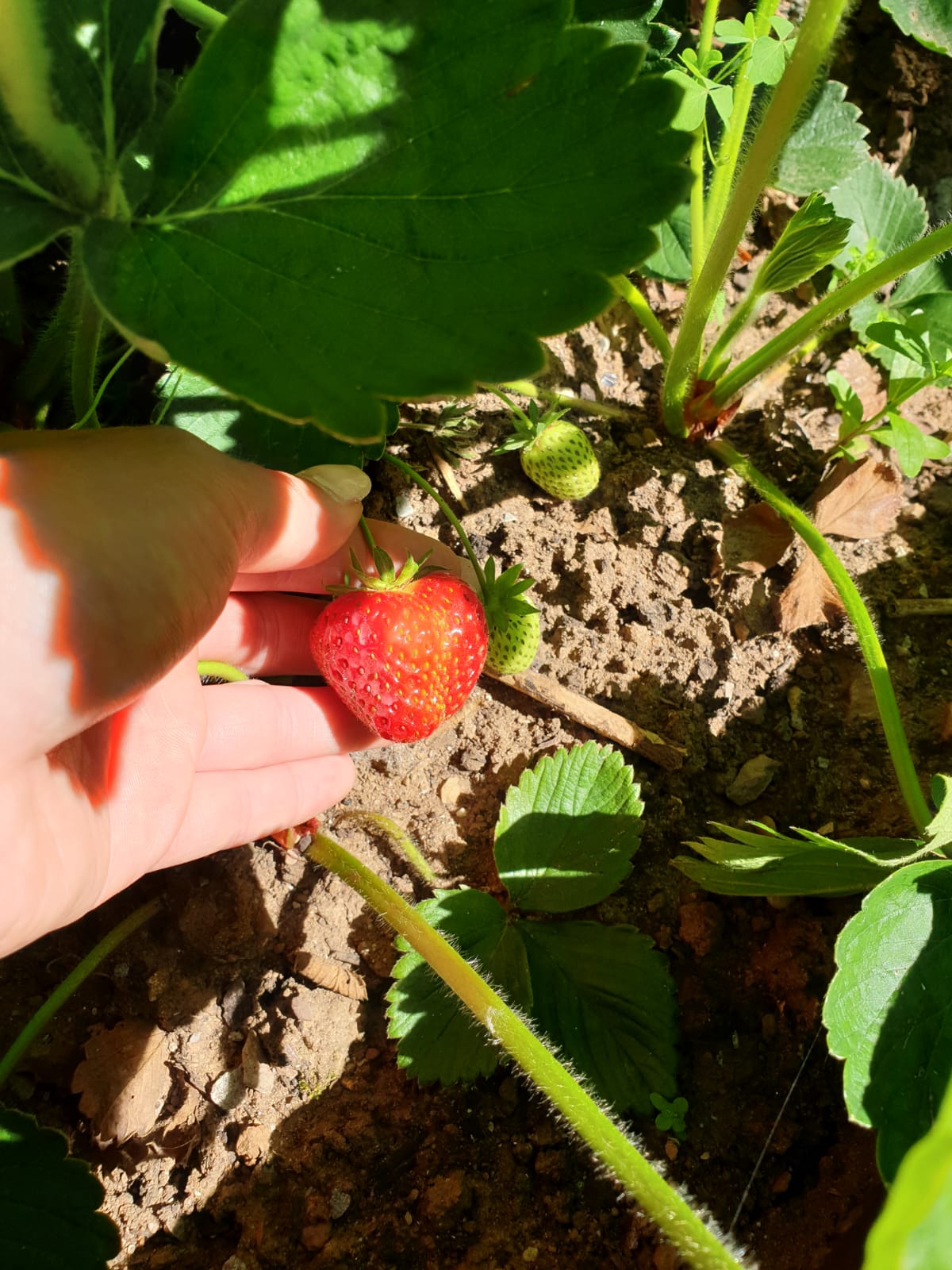 Homegrown strawberries at The Firs Nursing Home in Taunton